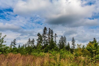 Karpatlar 'da yaz ormanı. Ukrayna, Avrupa.