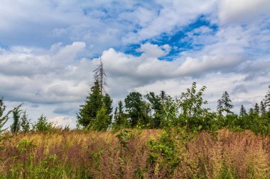 Yazın çam ormanının yeşil tarlası