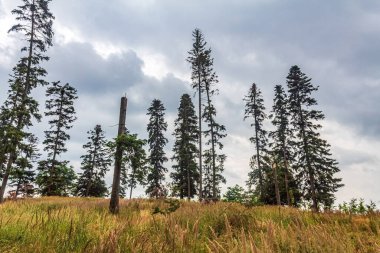 Güzel bir manzara Ağacı ve mavi gökyüzü