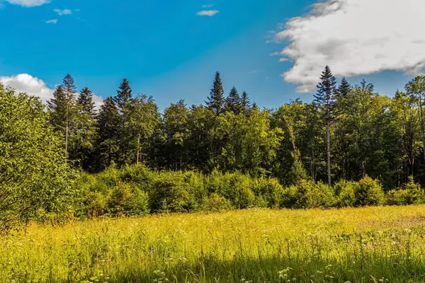 Orman ve yeşil çimlerin güzel yaz manzarası