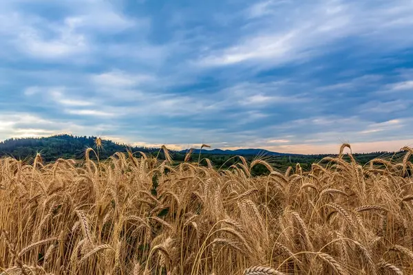 Tarlanın üzerinde güzel bir gün batımı