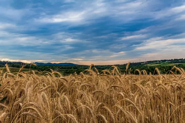 Tarlada güzel bir gün batımı
