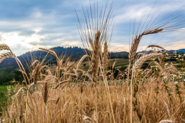 Yazın Karpat Dağları 'nın güzel manzarası.