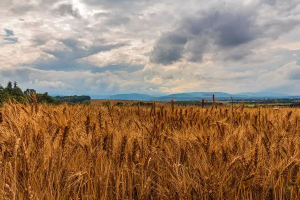 Yazın güzel bir gökyüzü olan buğday tarlası manzarası