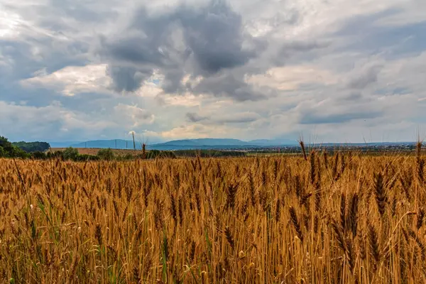 Güzel bulutlu bir gökyüzü ve bulutlu bir arka planı olan bir tarla.
