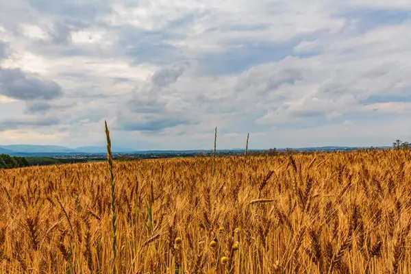 Dağlardaki altın buğday tarlası