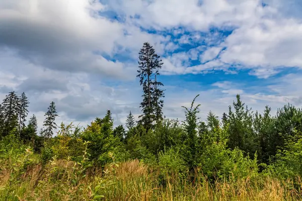 Ormanda bir ağacı olan güzel bir manzara.