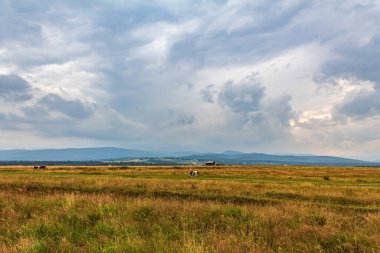 Bulutlu tarlanın güzel manzarası