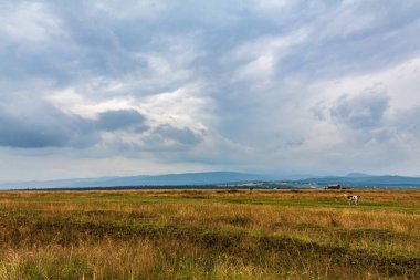 Bulutlu bir günde bir buğday tarlasının dikey görüntüsü
