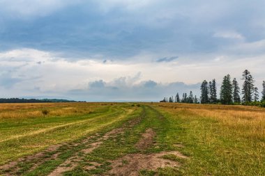Ormanın güzel manzarası