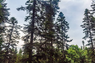 Çam ağaçları ve yeşil orman