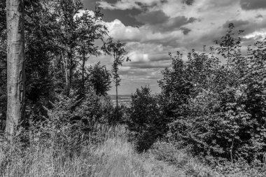 Arkaplanda bulutlu bir gökyüzü olan bir ağacın gri tonlu görüntüsü.