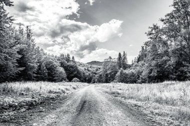 Ormana giden yol. Yaz manzarası. siyah ve beyaz.