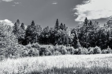 Ormanın güzel manzarası. Doğa