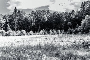 Ormanın güzel manzarası