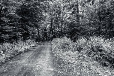 Terk edilmiş eski bir yolun siyah beyaz resmi