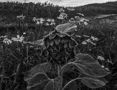 güzel çiçekli siyah beyaz resim
