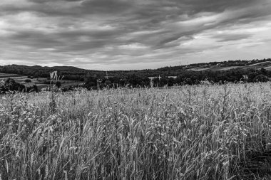 buğday tarlasının siyah beyaz görüntüsü