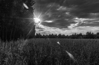 Güzel ormanın siyah beyaz fotoğrafı.