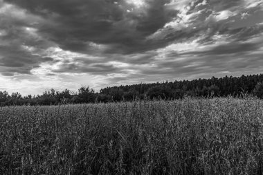 Buğdaylı bir tarlanın üzerinde siyah ve beyaz bulutlar