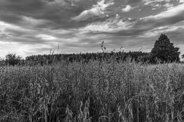 Polonya 'da yaz aylarında kırsal alanın siyah beyaz fotoğrafı