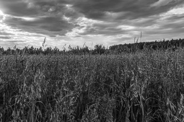 Sahada siyah ve beyaz bulutlar.