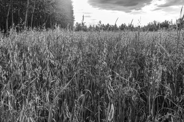 Kırsaldaki bir buğday tarlasının siyah beyaz fotoğrafı