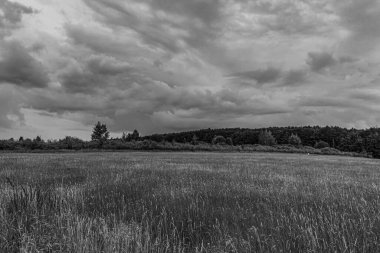 Ağaçlar arasında bulutlu bir gökyüzünün güzel bir görüntüsü ve arka planda bulutlu bir gökyüzü.