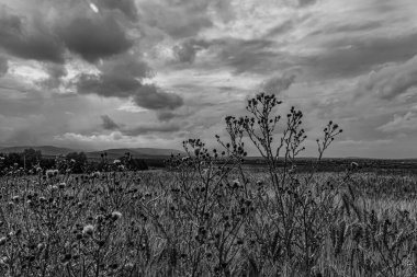 Orman, Karpatlar, Doğa Fotoğrafları - Avrupa, Doğu Avrupa, Romanya - Canon EOS 4000D Lens: EF-S 18-55 mm f / 3.5-5.6 is II