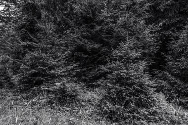 siyah ve beyaz çam ağaçları, siyah ve beyaz