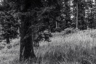 Ormanın siyah ve beyaz doğası