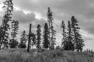 Ormandaki eski ve terk edilmiş tahta direğe.