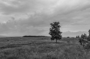 Kara gökyüzü olan güzel bir ağaç tarlası görüntüsü.