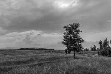 Dağlarda bir ağacı olan güzel bir manzara.