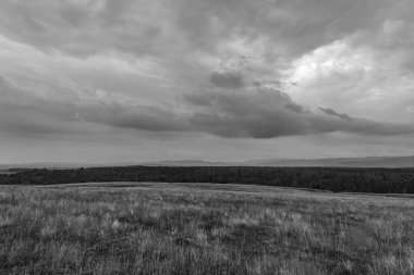 Arka planda ağaçlar olan bir tarlanın gri tonlu görüntüsü