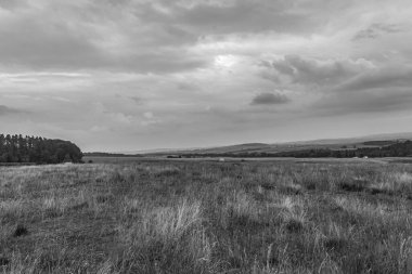 Ağaçlı ve bulutlu bir tarlanın gri tonlu görüntüsü.