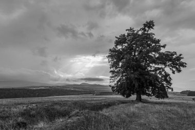 Doğanın güzel manzarası