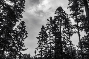 Ormanın güzel manzarası