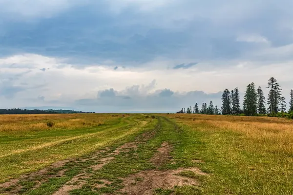 Ormanın güzel manzarası