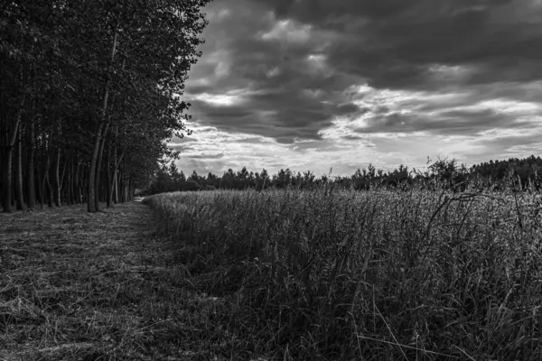 Çimenli ve ağaçlı karanlık orman