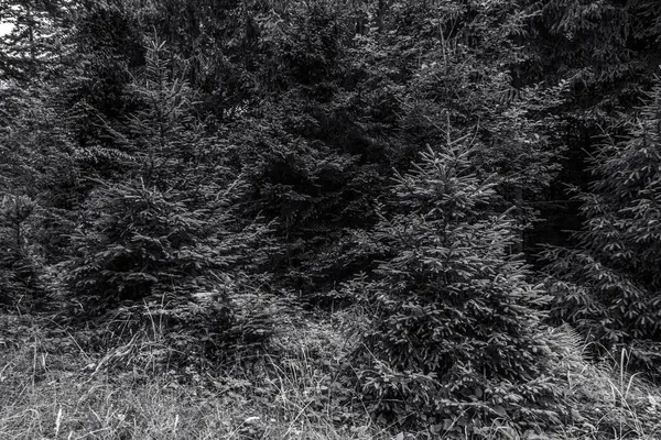 siyah ve beyaz çam ağaçları, siyah ve beyaz