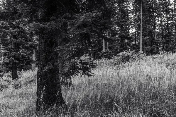 Ormanın siyah ve beyaz doğası