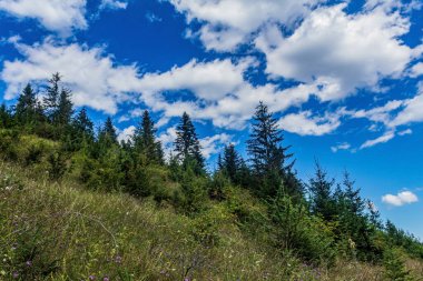 Karpat Dağları'nın yaz manzara