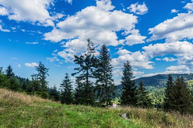 summer landscape of carpathians in the carpathians