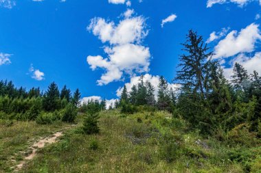 Yeşil orman ve ağaçlarla dolu yaz manzarası.
