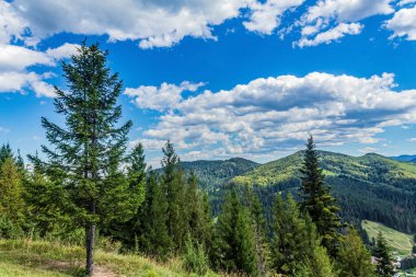 Dağ manzarası güzel orman ile