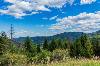 Ormanın güzel manzarası.