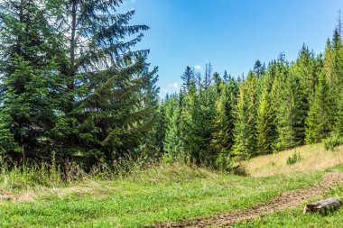 beautiful summer landscape with a green forest, blue sky