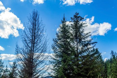 Ormanın güzel manzarası. Doğa