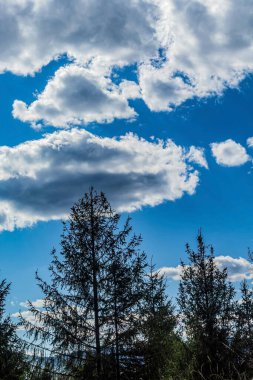 Ormanın güzel manzarası